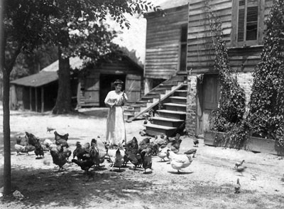 Agriculture.Poultry.F3 From the H. H. Brimley Photograph Collection (Ph.C.42), North Carolina State Archives. Agriculture.Poultry.F3 From the H. H. Brimley Photograph Collection (Ph.C.42), North Carolina State Archives.