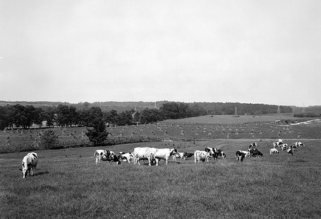 Dairy Cows North Carolina State Farm, Dix Hill Aug 29, 1941 Dairy Cows North cArolina State Farm, Dix Hill Aug 29, 1941. From the Barden Collection, North Carolina State Archives, call #: N_53_16_3999. Raleigh, NC. Dairy Cows North Carolina State Farm, Dix Hill Aug 29, 1941 Dairy Cows North cArolina State Farm, Dix Hill Aug 29, 1941. From the Barden Collection, North Carolina State Archives, call #: N_53_16_3999. Raleigh, NC.