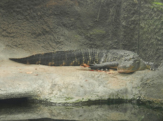 American Alligator, Kure Beach, NC, 2011. Image courtesy of Flickr user Travis S. American Alligator, Kure Beach, NC, 2011. Image courtesy of Flickr user Travis S.