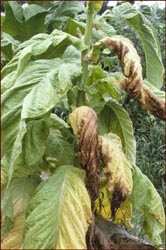 Tobacco plant infected with Granville Wilt. Image available from North Carolina State University, Department of Agriculture & Life Sciences. Tobacco plant infected with Granville Wilt. Image available from North Carolina State University, Department of Agriculture & Life Sciences.