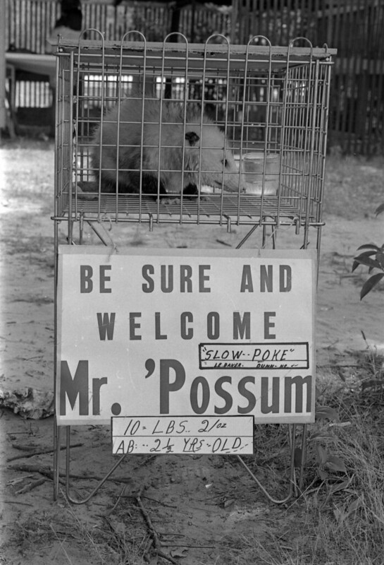 A possum in a cage with a sign that says "Be sure and welcome Mr. 'Possum. 'Slow Poke' 10 lbs. 2 oz. AB: 2 1/2 years old." Black and white photograph.