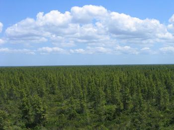"Healthy pocosin wetlands". Image courtesy of U.S. Fish and Wildlife Service, 2012. "Healthy pocosin wetlands". Image courtesy of U.S. Fish and Wildlife Servic, 2012.