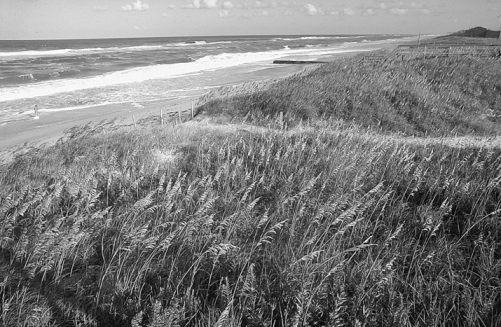 Sand dunes at Cape Hatteras National Seashore covered with stabilizing plants. Photograph courtesy of North Carolina Division of Tourism, Film, and Sports Development. Sand dunes at Cape Hatteras National Seashore covered with stabilizing plants. Photograph courtesy of North Carolina Division of Tourism, Film, and Sports Development.