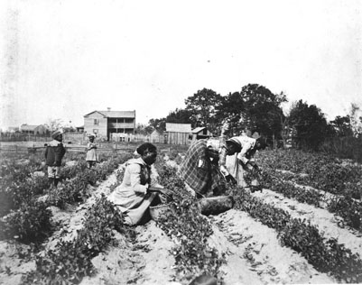 From the General Negative Collection, North Carolina State Archives, call #: N_83_7_30, Raleigh, NC. From the General Negative Collection, North Carolina State Archives, call #: N_83_7_30, Raleigh, NC.