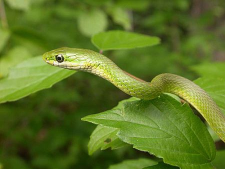 Coin, Patrick. 2003. "Rough green snake."