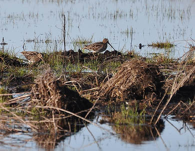 Wilson's Snipe, Pungo Lake National Wildlife Refuge, Hyde Co., North Carolina, USA. Photo by David L. Govoni. Wilson's Snipe, Pungo Lake National Wildlife Refuge, Hyde Co., North Carolina, USA. Photo by David L. Govoni.