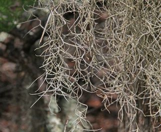 Spanish Moss, Lake Waccamaw State Park, NC. Image courtesy of Flickr user Jerry Oldenettel. Spanish Moss, Lake Waccamaw State Park, NC. Image courtesy of Flickr user Jerry Oldenettel.