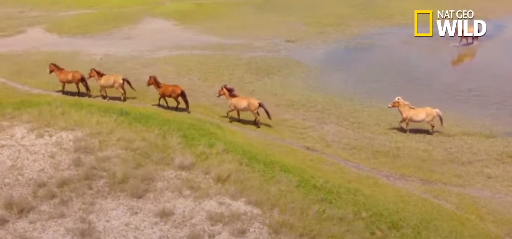 Horses roam in a wetland.