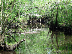 A landscape filled with branches and trees. A large muddy creek with a bridge across the creek