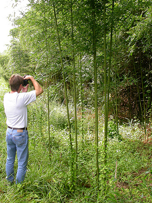 Arundinaria gigantea in South Carolina, 2003. Image from Flickr user Matt Lavin.