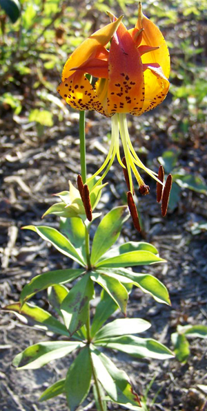Carolina Lily