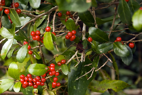 Ilex vomitoria, the Yaupon Holly, January 9, 2010, Kure Beach, North Carolina. Image from Flickr user Seuss.