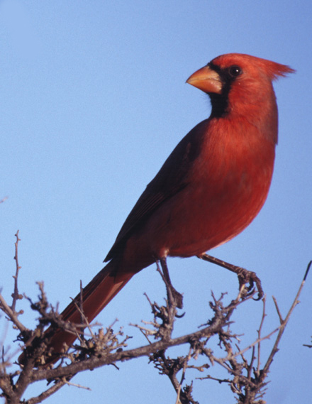 An adult male cardinal