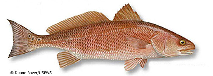 Channel Bass