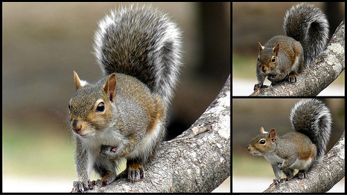 Triptych of a gray squirrel. It is gray with a bushy tail and is sitting on a branch.