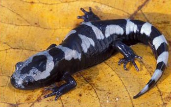 A black and white salamander sits on a yellow surface