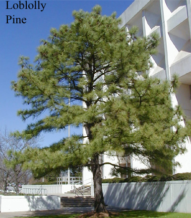 A tall loblolly pine with several branches in front of a white building. 
