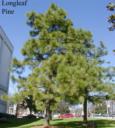 A tall longleaf pine tree. Background of a park. 