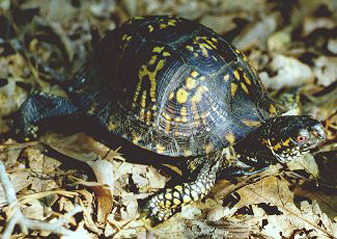 Eastern Box Turtle