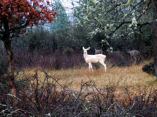 "White Deer." Image courtesy of Flickr user Beyond the Trail. 