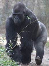Western Lowland Gorilla, NC Zoo. Image courtesy of Flickr. 