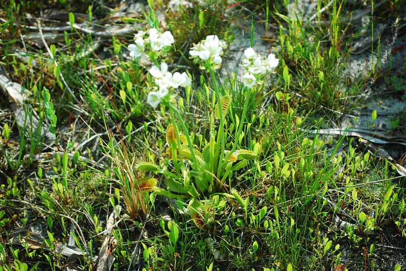 A bunch of Venus flytraps in sandy soil. In the middle of the bunch, some stems have blooms at the top.