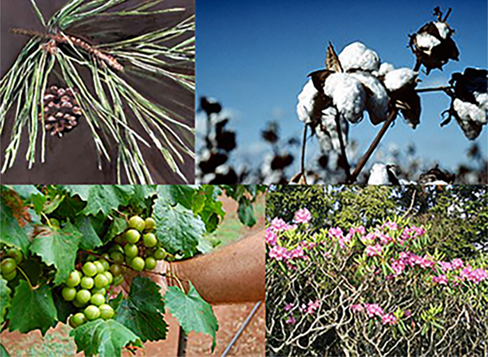 Cuatro imágenes. Fila superior: una rama de pino que muestra agujas de pino y una piña. Cápsulas de algodón en una rama contra un cielo azul. Fila inferior: Dos racimos de uvas verdes colgando de la vid rodeados de hojas verdes. Un arbusto con hojas de color verde claro y flores rosadas.