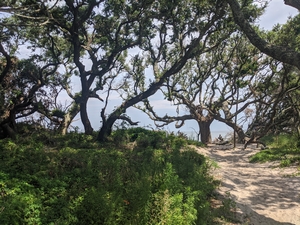 A grove of Angel Oak trees in sandy soil on the coast. The branches twist together to form a canopy on top and small bushes and grass form a floor. There is a sandy path through the trees.