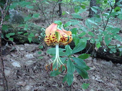 Una flor naranja con manchas de color marrón oscuro. Los pétalos de la flor están curvados hacia atrás.