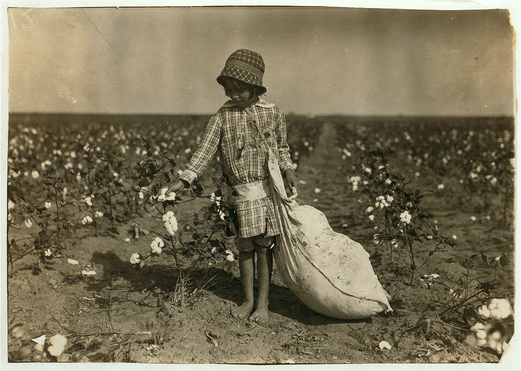 Photograph of a young girl picking cotton.