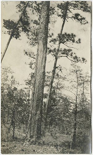 Visible at the bottom of the tree is the turpentine "box" which was carved into the bottom to catch the sap as it seeped from the tree. Along the trunk are many marks where the tree has been chipping or scarified so that it would produce sap, which could then be distilled into turpentine.