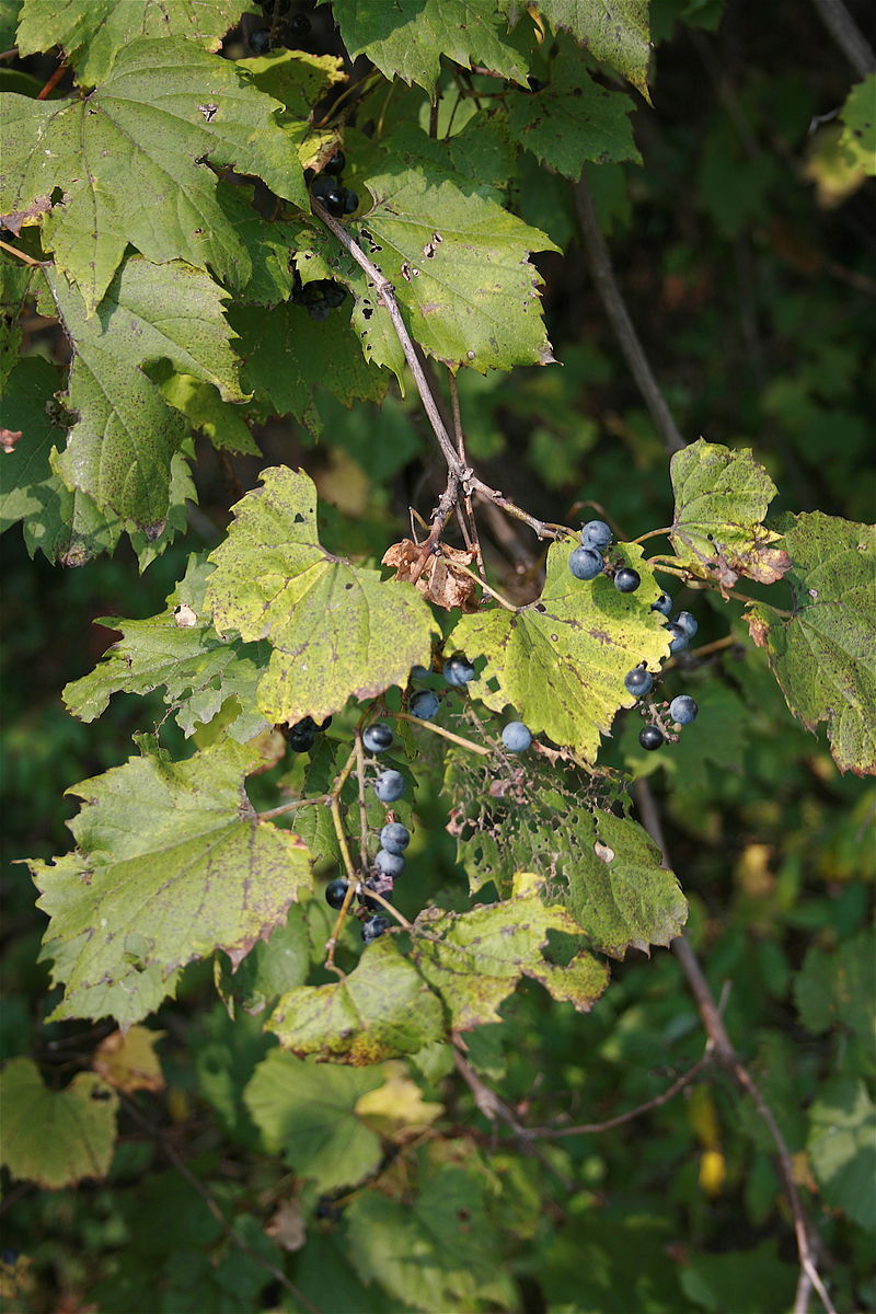Photograph of Michigan Wild Grapes (Vitis labrusca)", by Cody Hough, Wikimedia Commons. Vitis labrusca is the scientific name for the Fox Grape.