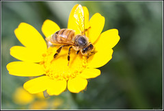 la abeja