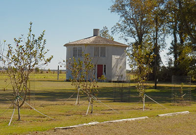 Photograph of the Octagon House with the Mattamuskeet Apple orchard, 2016. Image from the Octagon House historic site. Used by permission.