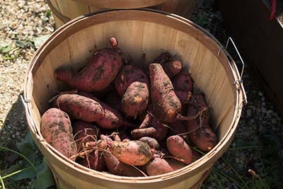 Varias batatas en cesta. Las batatas son de color rojo y tienen algo de tierra.