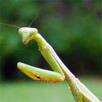 Praying mantis. Click here to take the NC Name that bug quiz. 