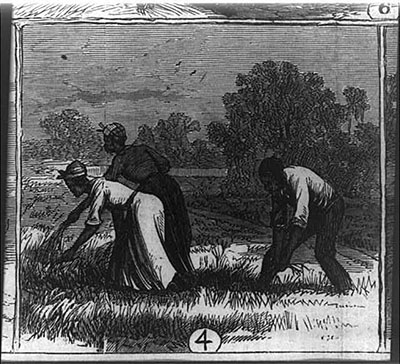 Wood engraving of three workers on a rice plantation in North Carolina's Cape Fear region. This print is dated 1866 and is courtesy of Library of Congress.