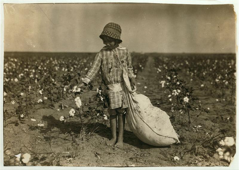 A six year-old girl picking cotton