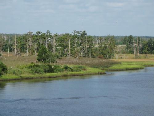 River with wetlands on the banks. It is a cloudy day. There are pine trees growing in the marshes. 