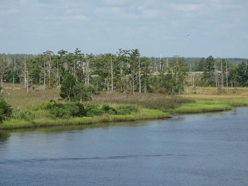 Cape Fear River River with wetlands on the banks. It is a cloudy day. There are pine trees growing in the marshes.