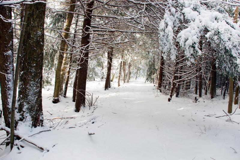 Trail through snowy woods
