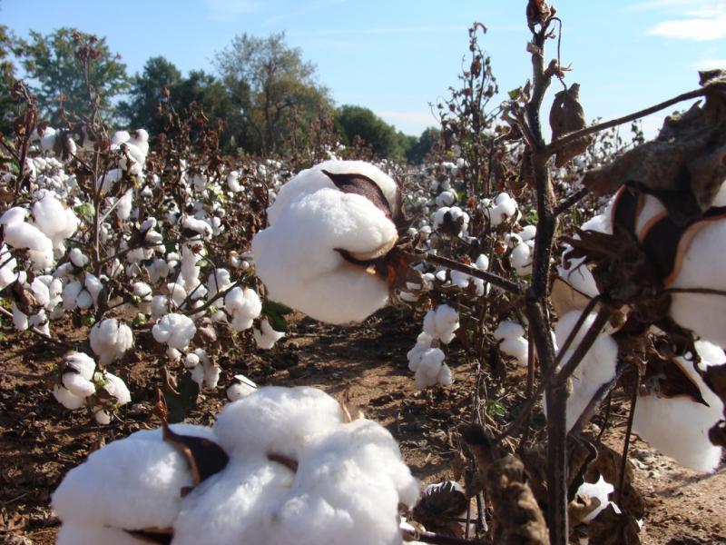 Cotton field ready for harvest