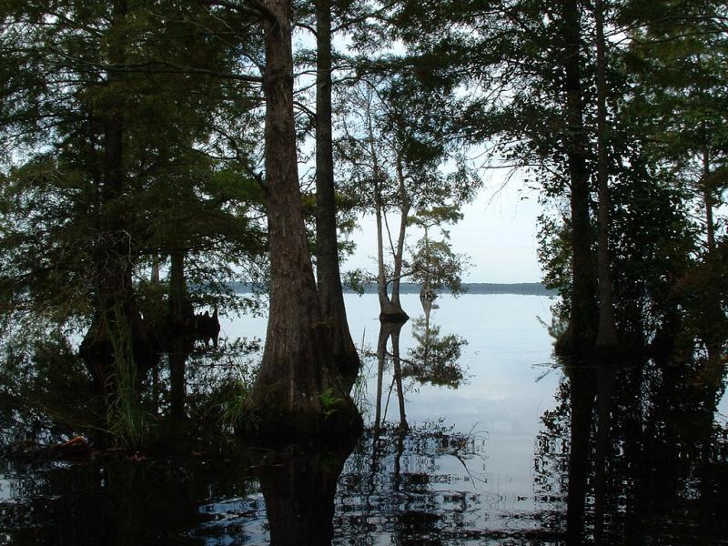 <img typeof="foaf:Image" src="http://statelibrarync.org/learnnc/sites/default/files/images/309835045_cc0cfe05a2_b.jpg" width="1024" height="768" alt="Great Dismal Swamp" title="Great Dismal Swamp" /> <img typeof="foaf:Image" src="http://statelibrarync.org/learnnc/sites/default/files/images/309835045_cc0cfe05a2_b.jpg" width="1024" height="768" alt="Great Dismal Swamp" title="Great Dismal Swamp" />