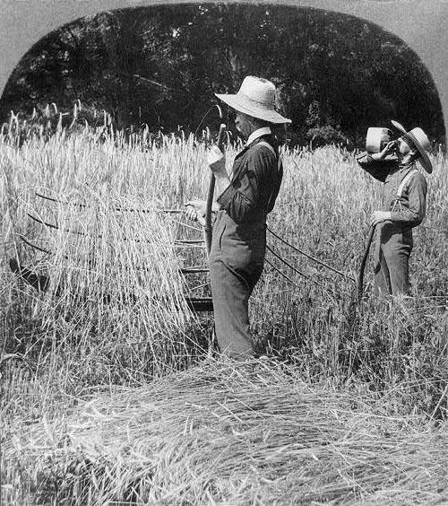 <img typeof="foaf:Image" src="http://statelibrarync.org/learnnc/sites/default/files/images/3a10809r.jpg" width="500" height="564" alt="Cutting wheat with a cradle" title="Cutting wheat with a cradle" />
