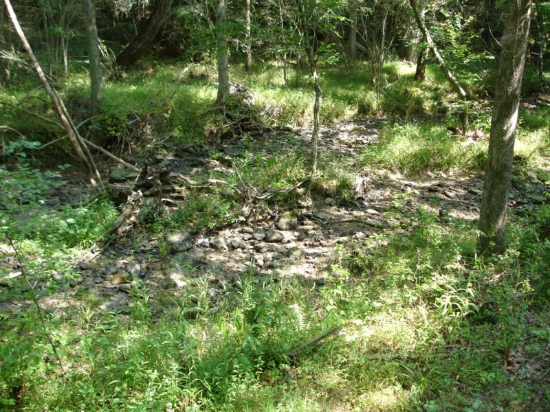 A forest clearing with a dry creek bed. There are plants and small trees as ground cover. It is shady. 