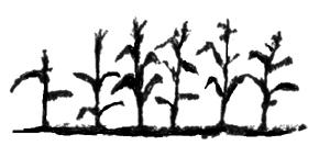 <img typeof="foaf:Image" src="http://statelibrarync.org/learnnc/sites/default/files/images/Cornplant.jpg" width="290" height="143" alt="Maize plants" title="Maize plants" />