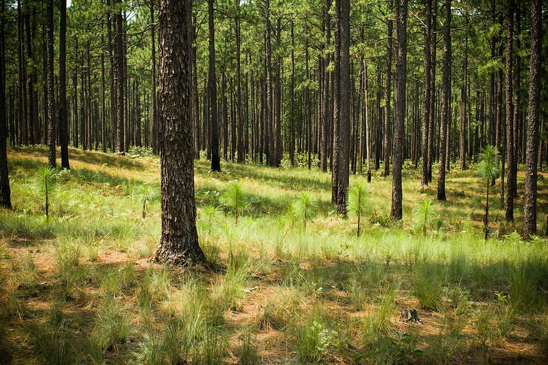 A grove of pine trees. New saplings grow through the forest floor.