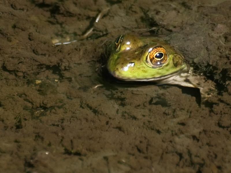 <img typeof="foaf:Image" src="http://statelibrarync.org/learnnc/sites/default/files/images/americanbullfrog.jpg" width="1270" height="951" alt="American bullfrog" title="American bullfrog" />