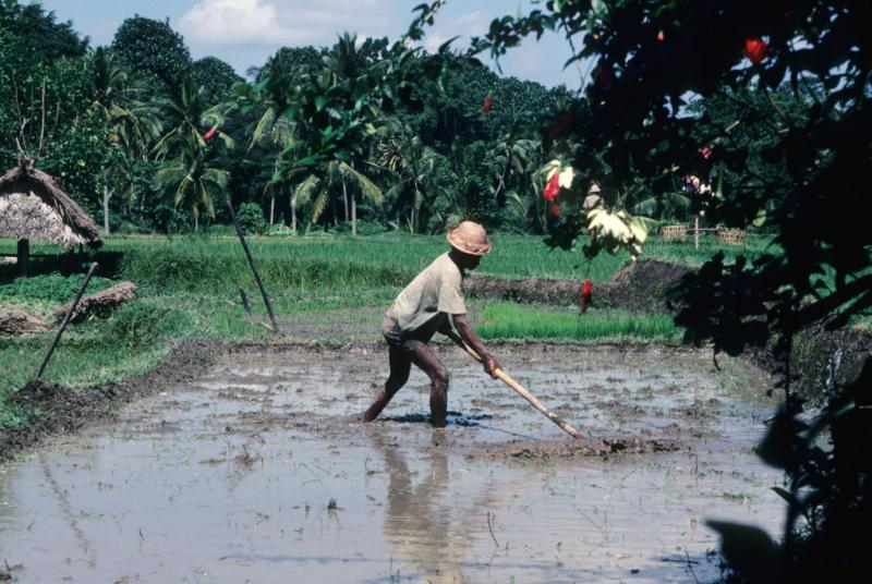 Rice farmer levels wet soil with hand tool before planting | NCpedia