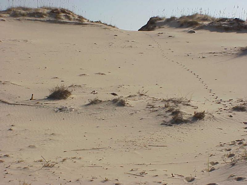 <img typeof="foaf:Image" src="http://statelibrarync.org/learnnc/sites/default/files/images/bear_isld_dunes.jpg" width="1024" height="768" alt="Bear Island dunes" title="Bear Island dunes" />